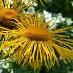 Inula, elecampana: plantar, cultivar y cuidar