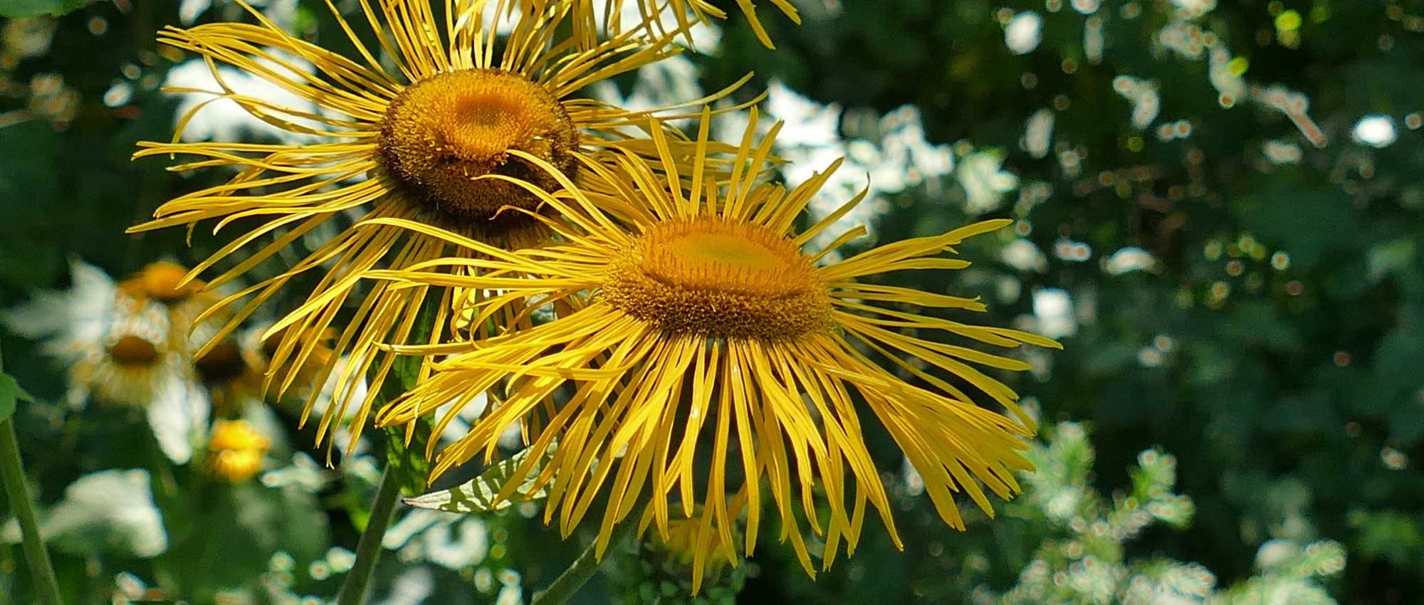 Inula, elecampana: plantar, cultivar y cuidar