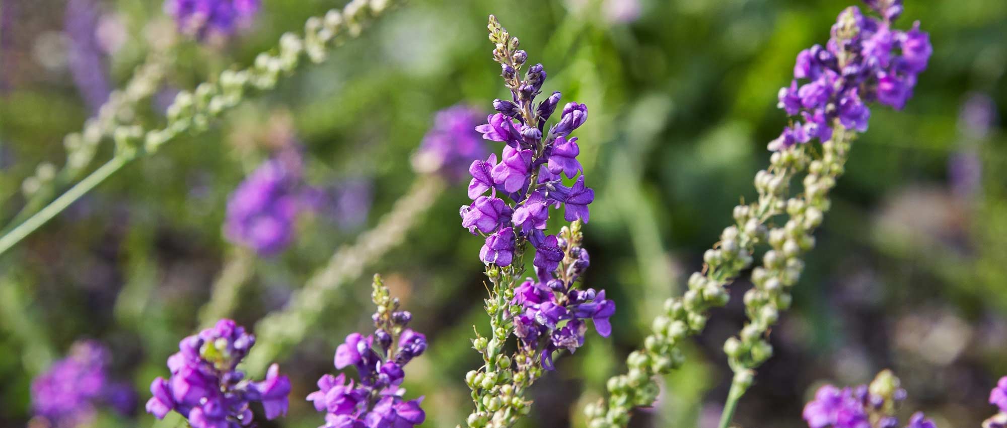 Boca de lobo, Linaria: siembra, plantación, cultivo y mantenimiento