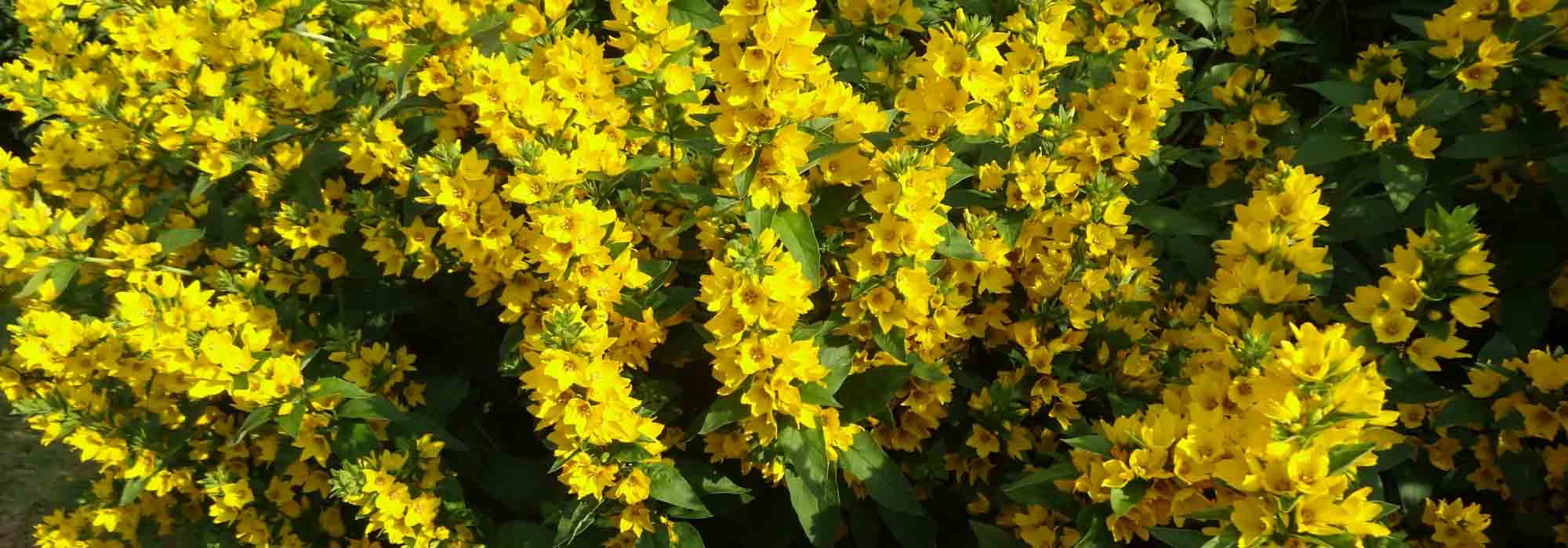 Lysimachia: plantar, cuidar y multiplicar