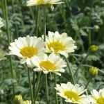 Anthemis : plantar, cuidar