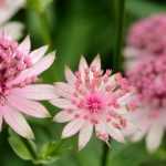 Astrantia: 8 ideas para combinarla