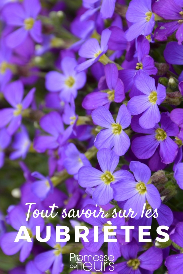 aubrieta todo lo que necesitas saber aubrieta