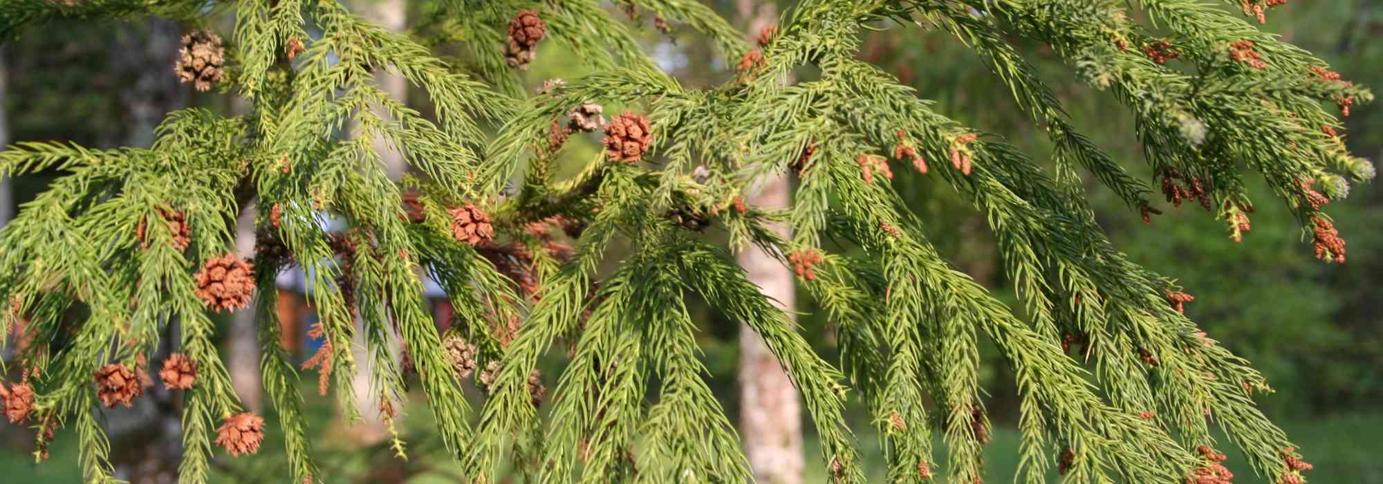 Cryptomeria, Criptomeria: plantar, podar y mantener