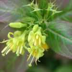 Diervilla: plantar, Podar y mantener