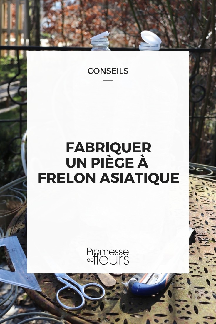 fabricar trampa para avispas asiáticas realizar trampa para avispa asiática