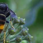 Trampa para avispón asiático: cómo fabricarla - Tutorial ilustrado