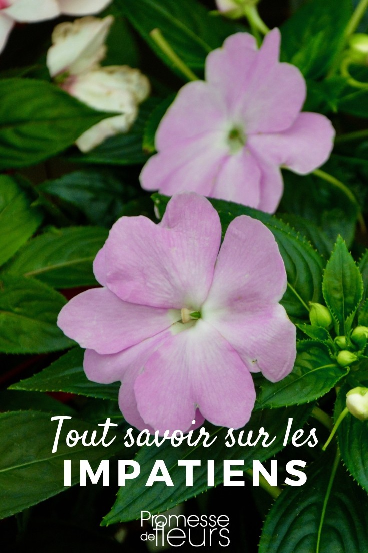 impatiens todo lo que necesitas saber