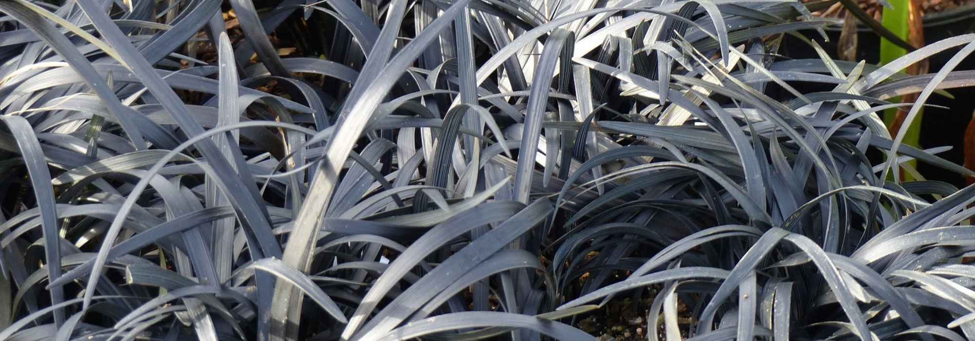 Ophiopogon, barba de serpiente: plantar y cuidar