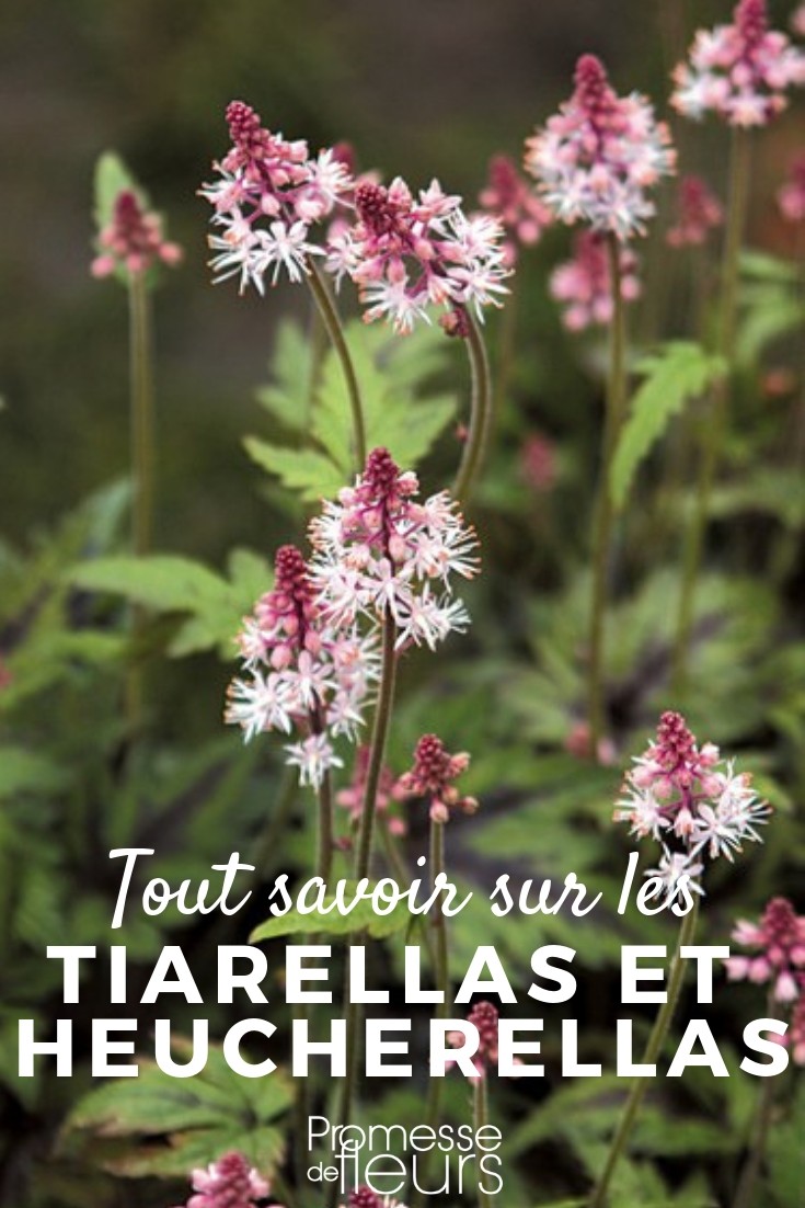 Tiarellas y Heucherellas: Todo lo que necesitas saber