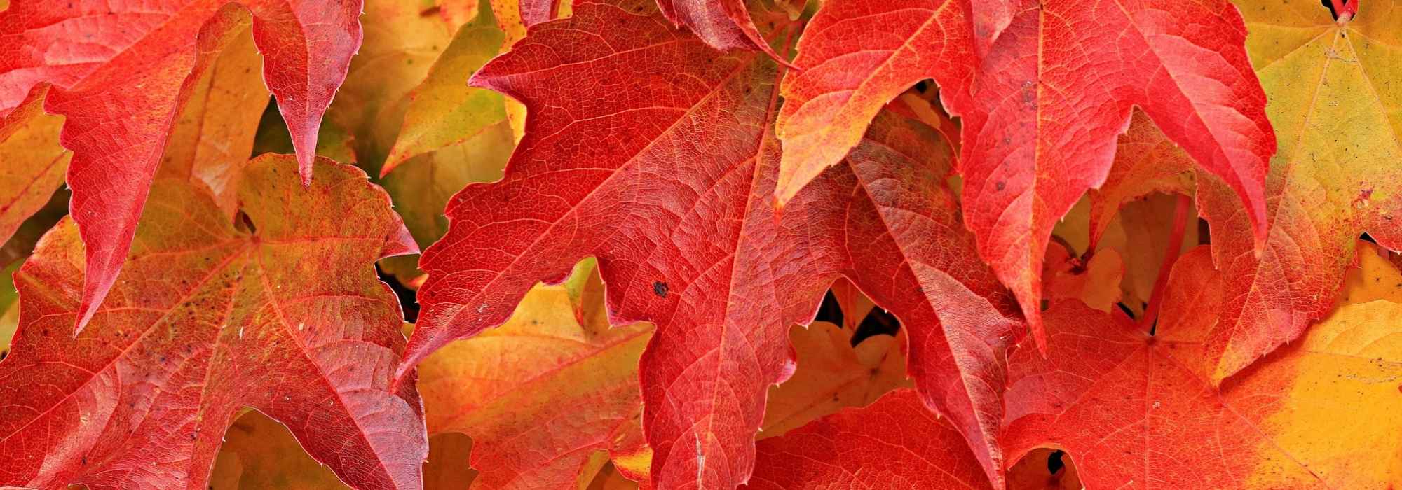 Vid virgen: plantación, cuidado y poda