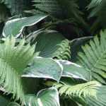 Diseñar un macizo de sombra: ¿qué plantas de sombra elegir para tu jardín?