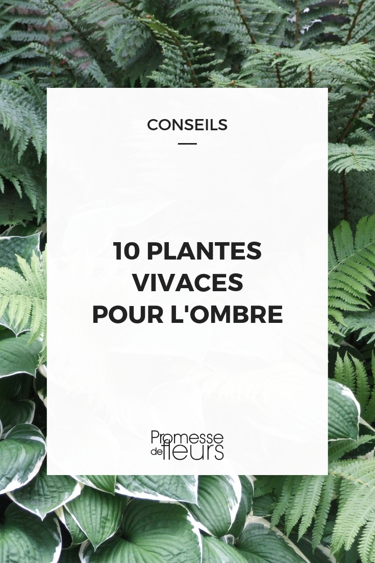 plantas de sombra: 10 vivaces imprescindibles