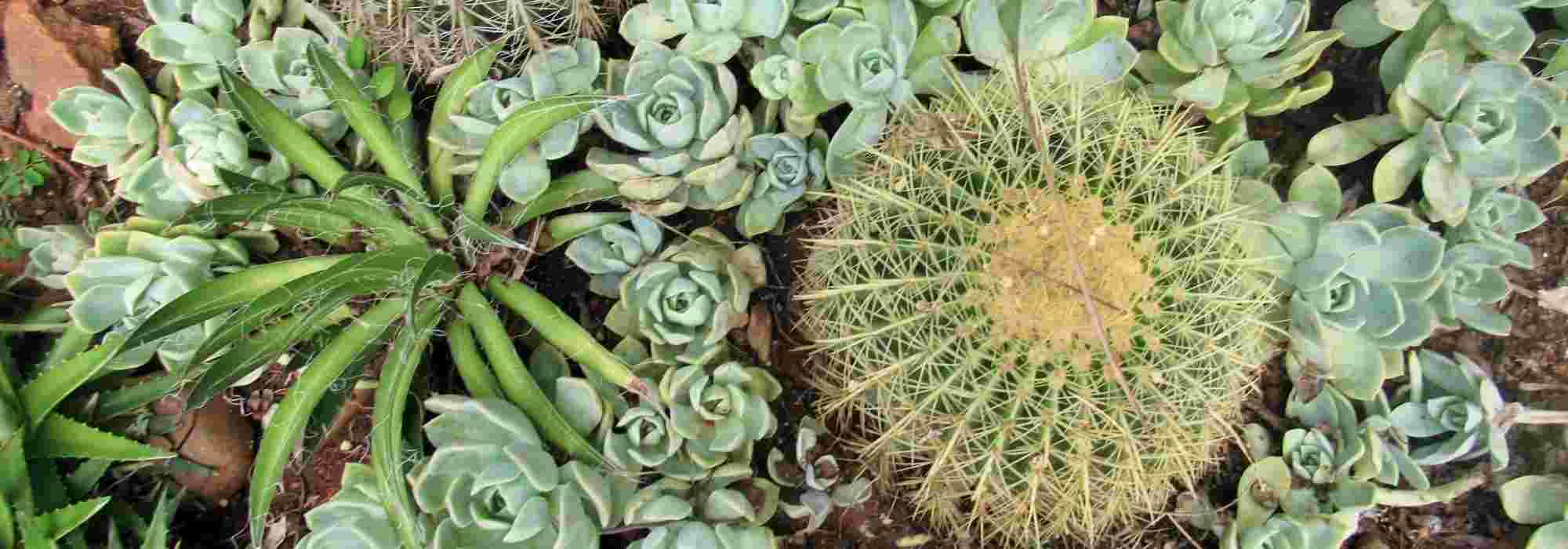 10 plantas resistentes para un jardín seco exótico