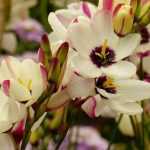 Ixia: Plantación, cultivo y mantenimiento