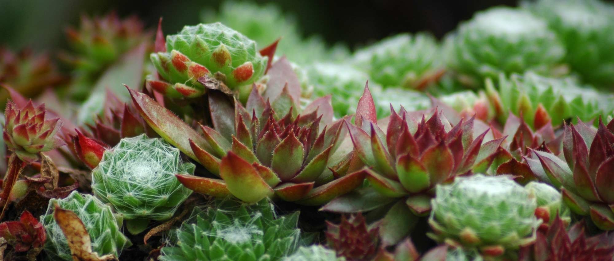 Sempervivum, Siempreviva: plantar, cultivar y cuidar