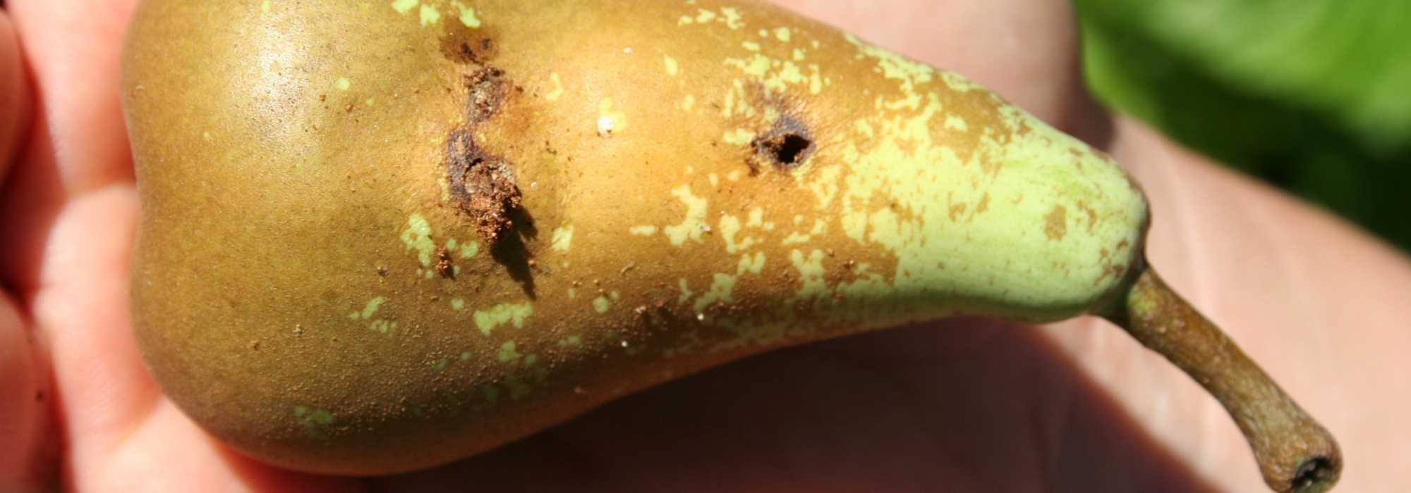 La polilla de la manzana de los frutales