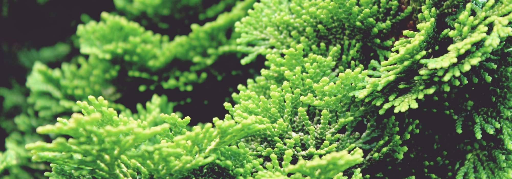 Chamaecyparis, ciprés falso: plantar, podar y mantener