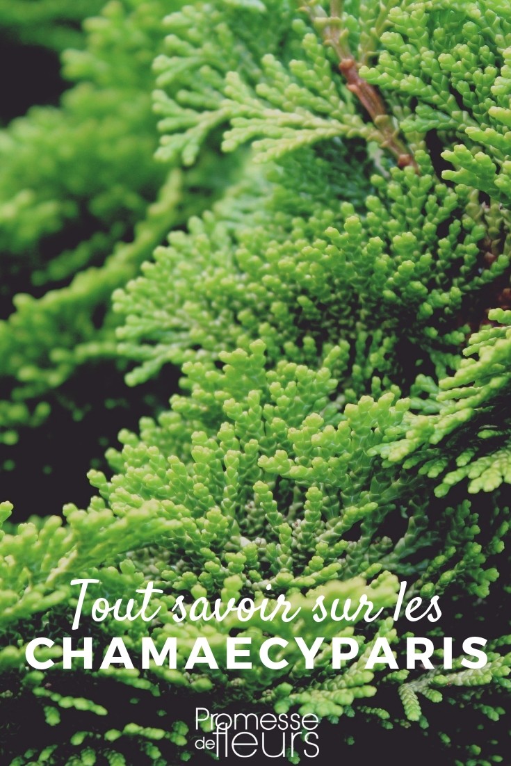 **Chamaecyparis: Todo lo que necesitas saber**
El **Chamaecyparis**, también conocido como falso ciprés, es un género de coníferas muy apreciado en jardinería por su elegancia y versatilidad. Originario de Asia y América del Norte, este arbusto o árbol perenne es ideal para setos, borduras o como elemento decorativo en jardines. Aquí te contamos todo lo que necesitas saber sobre esta fascinante planta.
### Características principales
- **Follaje**: Sus hojas son escamosas y de color verde, azulado o dorado, según la variedad.
- **Porte**: Puede alcanzar desde 1 metro hasta más de 20 metros de altura, dependiendo de la especie.
- **Crecimiento**: Es de crecimiento lento a moderado, lo que lo hace fácil de mantener.
### Cuidados básicos
- **Luz**: Prefiere lugares soleados o con semisombra.
- **Suelo**: Necesita un suelo bien drenado, fresco y ligeramente ácido.
- **Riego**: Moderado, evitando encharcamientos.
- **Poda**: Se puede podar para mantener su forma, especialmente en setos.
### Usos en el jardín
- **Setos**: Ideal para crear setos densos y decorativos.
- **Aislado**: Como pieza única en jardines o terrazas.
- **Rocallas**: Las variedades enanas son perfectas para rocallas o macetas.
### Variedades populares
- **Chamaecyparis lawsoniana**: Con follaje verde azulado y porte columnar.
- **Chamaecyparis obtusa**: Con hojas más redondeadas y tonos dorados.
- **Chamaecyparis pisifera**: Con follaje plumoso y colores variados.
El **Chamaecyparis** es una planta resistente y de bajo mantenimiento, perfecta para añadir estructura y color a tu jardín durante todo el año. ¡Anímate a incorporarlo en tu espacio verde! ???? falso ciprés: todo lo que necesitas saber