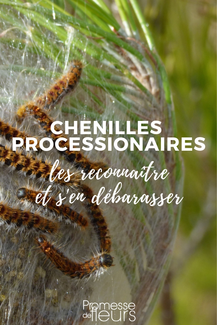 procesionaria del pino: peligros y control

La procesionaria del pino (Thaumetopoea pityocampa) es una oruga que representa una seria amenaza tanto para los pinos como para los humanos y animales. Aquí te presentamos los peligros asociados y los métodos de control:

**Peligros:**

- **Para los árboles:** Las orugas se alimentan de las agujas de los pinos, lo que puede debilitar e incluso matar a los árboles si la infestación es severa.
  
- **Para los humanos y animales:** Las orugas están cubiertas de pelos urticantes que pueden causar reacciones alérgicas, irritaciones cutáneas y problemas respiratorios. Los perros, en particular, pueden sufrir graves lesiones si entran en contacto con estas orugas.

**Métodos de control:**

1. **Trampas de feromonas:** Coloca trampas de feromonas para capturar a los machos adultos y reducir la reproducción.
  
2. **Eliminación manual:** Retira y destruye los nidos de orugas durante el invierno, asegurándote de usar equipo de protección adecuado.

3. **Tratamientos biológicos:** Utiliza productos basados en Bacillus thuringiensis, una bacteria que mata a las orugas sin dañar el medio ambiente.

4. **Barreras físicas:** Instala collares alrededor de los troncos de los árboles para evitar que las orugas desciendan al suelo.

5. **Control químico:** En casos extremos, se pueden aplicar insecticidas específicos, aunque es preferible optar por métodos más ecológicos.

La prevención y el control temprano son clave para minimizar los daños causados por la procesionaria del pino. Mantén un ojo atento a los signos de infestación y actúa rápidamente para proteger tus árboles y tu entorno.
