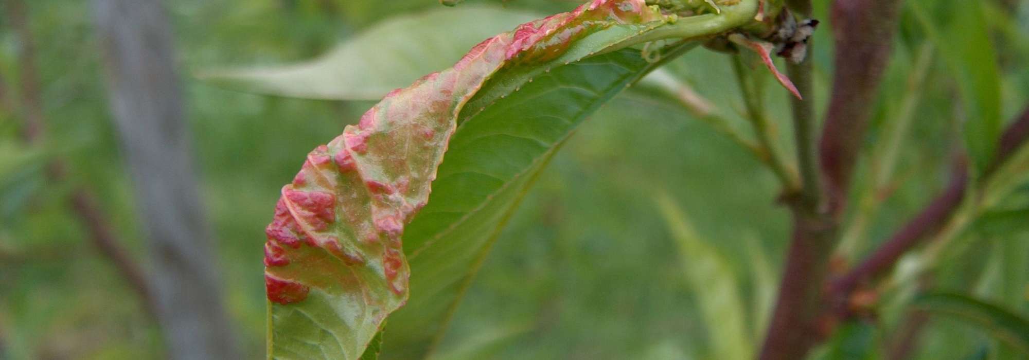 La cloque del melocotonero