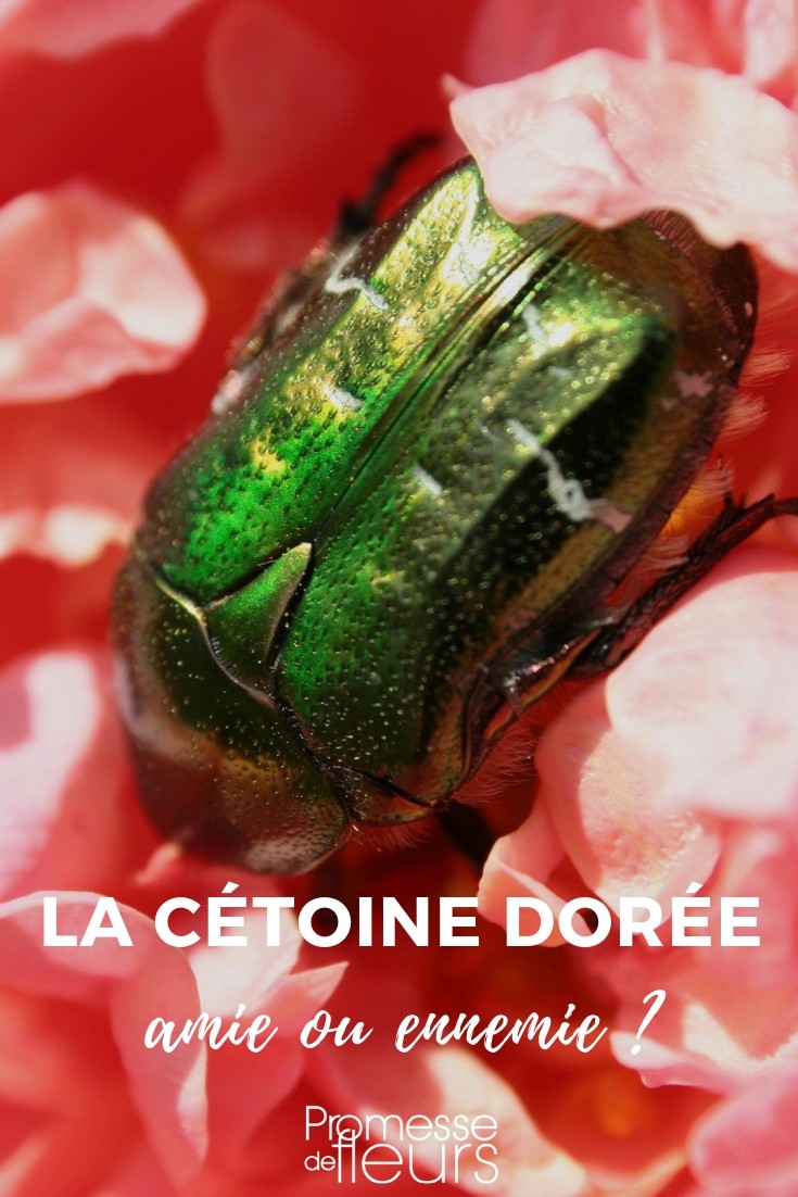 Cetonia aurata Cetonia aurata