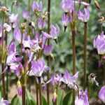 Dodecatheon, Primula de las praderas: plantar, cultivar