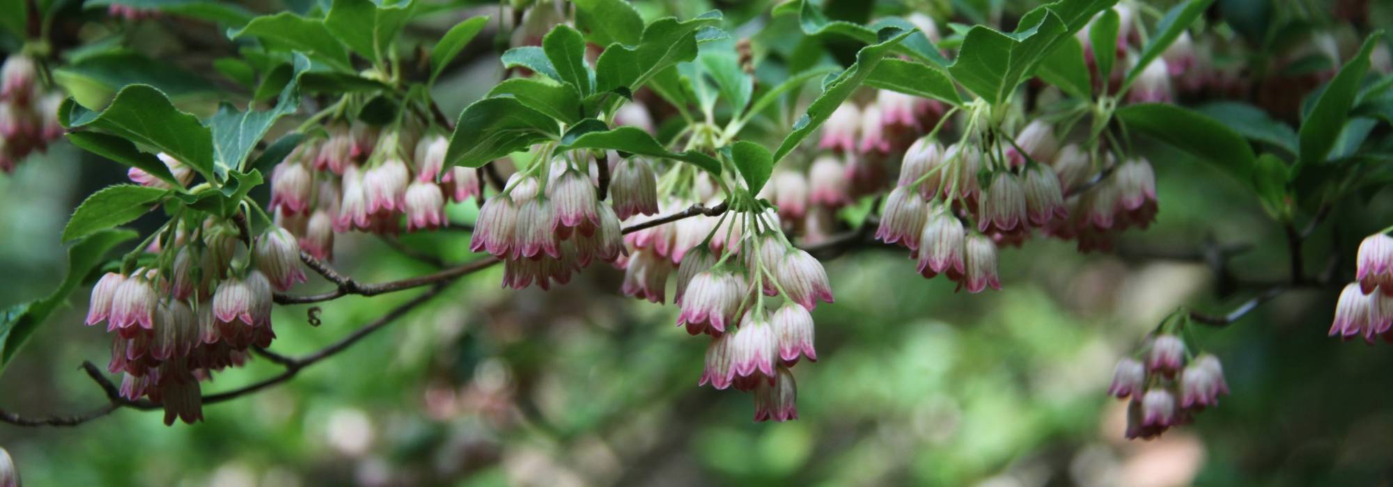 Enkianthus, Enquianto: plantar, cultivar, mantener