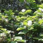 Fothergilla: plantar, podar, cuidar