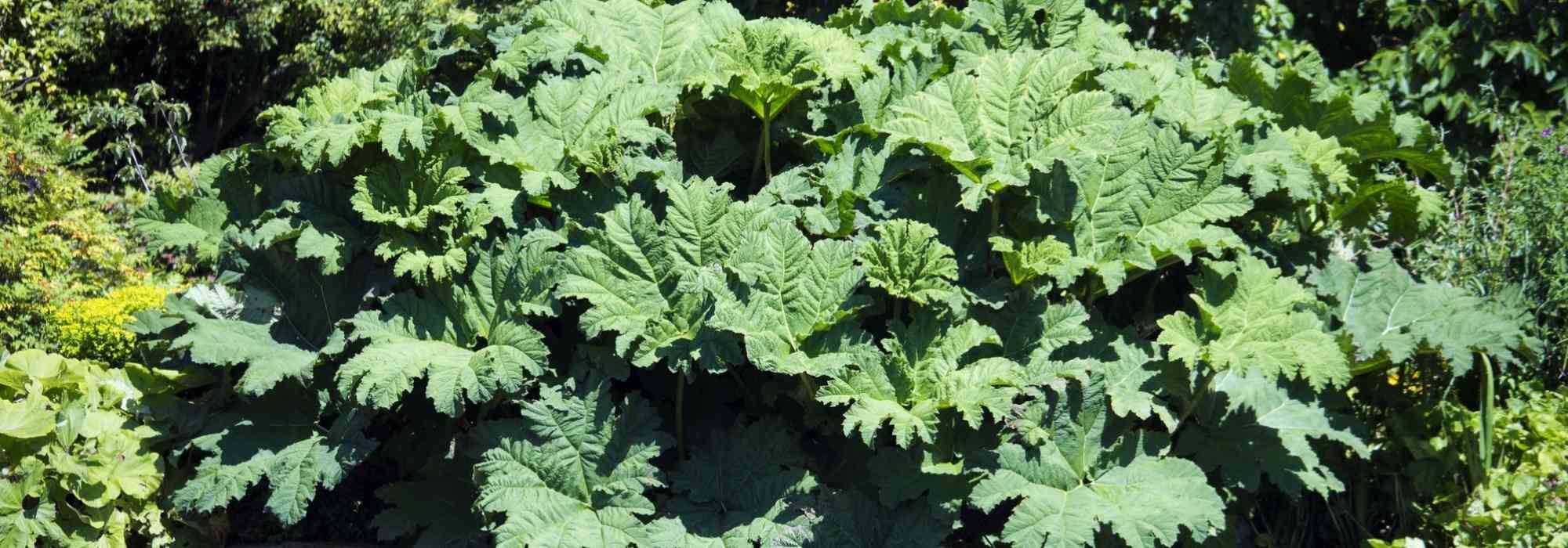 Gunnera, Hojas gigantes del Brasil: plantar y cuidar