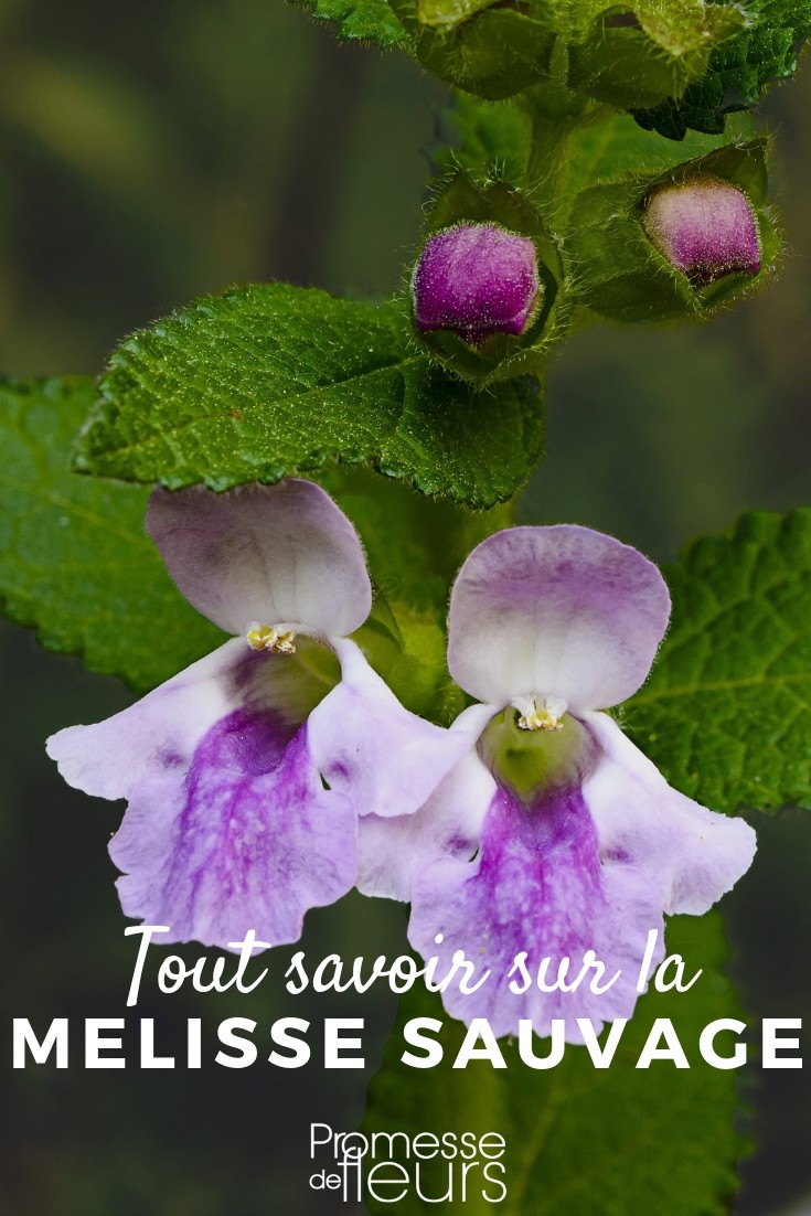 Melittis: todo lo que necesitas saber melisa silvestre, melittis