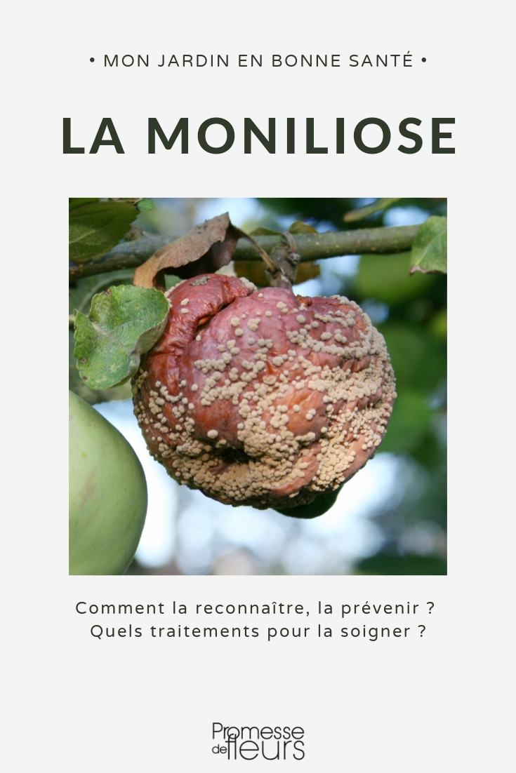 la moniliosis o podredumbre de los frutos