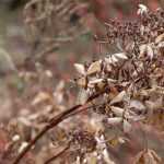¿Planta muerta o aún dormida?