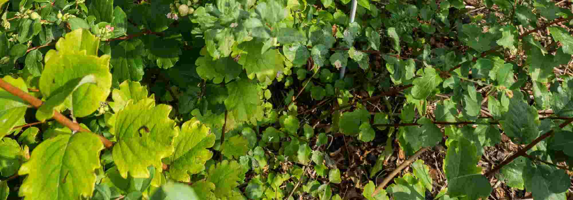 Mi arbusto está dando chupones. ¿Por qué? ¿Qué hacer?