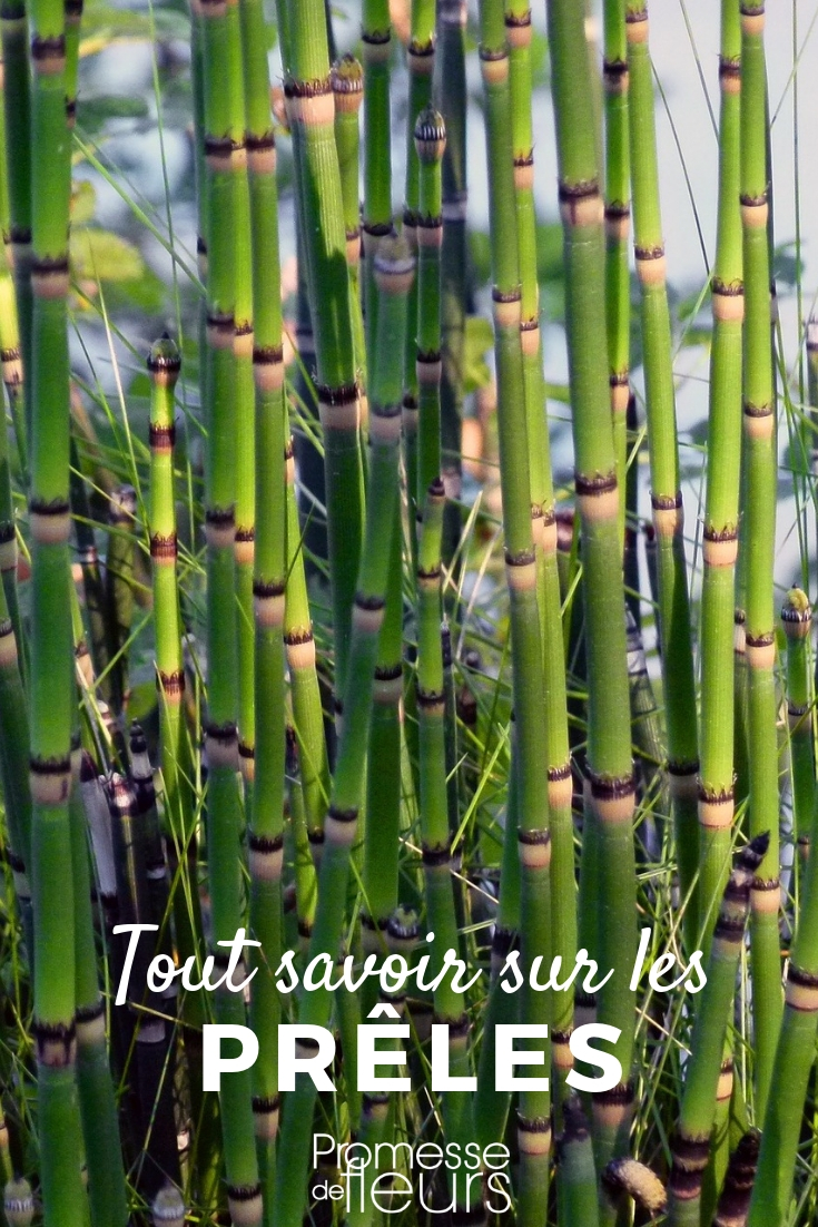 **Cola de caballo (Equisetum): Todo lo que necesitas saber**
La cola de caballo, conocida científicamente como *Equisetum*, es una planta fascinante que ha existido desde la época de los dinosaurios. Con su aspecto único y sus múltiples usos, es una excelente adición a cualquier jardín. Aquí te contamos todo lo que necesitas saber sobre esta planta milenaria.
### Características de la cola de caballo
- **Apariencia**: Tallos verdes, huecos y segmentados que se asemejan a las plumas de una cola de caballo.
- **Crecimiento**: Puede alcanzar hasta 1 metro de altura, dependiendo de la especie.
- **Hábitat**: Prefiere suelos húmedos y áreas cercanas a cuerpos de agua.
### Usos en el jardín
- **Decorativo**: Su forma única añade un toque exótico a estanques y bordes de jardines.
- **Control de erosión**: Sus raíces ayudan a estabilizar suelos en pendientes o áreas propensas a la erosión.
- **Planta compañera**: Puede repeler plagas y mejorar la salud de otras plantas cercanas.
### Cuidados básicos
- **Luz**: Prefiere lugares con sol parcial o sombra ligera.
- **Riego**: Necesita suelos constantemente húmedos, ideal para zonas cercanas a estanques.
- **Poda**: Retira los tallos secos o dañados para mantener su aspecto saludable.
### Curiosidades
- La cola de caballo es una de las plantas más antiguas del planeta, con fósiles que datan de hace más de 300 millones de años.
- En la medicina tradicional, se ha utilizado por sus propiedades diuréticas y remineralizantes.
Si buscas una planta resistente, decorativa y con historia, la cola de caballo es una excelente opción. ¡Anímate a incluirla en tu jardín y disfruta de su belleza y beneficios! ???? **Cola de caballo (Equisetum): plantación y cultivo**
La cola de caballo (Equisetum) es una planta fascinante y antigua que añade un toque único a cualquier jardín. Con su aspecto primitivo y su capacidad para crecer en condiciones húmedas, es ideal para estanques, bordes de agua o zonas con suelo constantemente húmedo. Aquí te explicamos cómo plantar y cuidar esta planta singular.
### **Plantación de la cola de caballo**
1. **Elección del lugar**:
La cola de caballo prefiere lugares húmedos o encharcados. Es perfecta para zonas cercanas a estanques, arroyos o áreas con drenaje limitado. También puede crecer en macetas sumergidas en agua.
2. **Preparación del suelo**:
Aunque es una planta adaptable, prefiere suelos ricos en materia orgánica y con buen drenaje. Si la plantas en un estanque, asegúrate de que el sustrato esté bien compactado.
3. **Plantación**:
- Siembra los rizomas o esquejes directamente en el suelo o en una maceta sumergida.
- Mantén una distancia de 30 a 50 cm entre plantas para evitar que se amontonen.
- Riega abundantemente después de la plantación.
### **Cuidados de la cola de caballo**
1. **Riego**:
Esta planta necesita mucha humedad. Si no está cerca de una fuente de agua, asegúrate de regarla con frecuencia para mantener el suelo húmedo.
2. **Luz**:
Prefiere lugares con luz solar parcial o total, aunque también puede tolerar la sombra ligera.
3. **Mantenimiento**:
- Controla su crecimiento, ya que puede volverse invasiva. Si es necesario, instala barreras subterráneas para limitar su expansión.
- Retira las partes secas o dañadas para mantener su aspecto saludable.
4. **Resistencia**:
La cola de caballo es resistente y puede soportar temperaturas frías. Es una planta perenne que regresa año tras año.
### **Usos en el jardín**
- **Decorativo**: Su aspecto único y vertical añade textura y altura a los jardines acuáticos.
- **Funcional**: Es conocida por sus propiedades medicinales y su uso en infusiones.
- **Control de erosión**: Sus raíces ayudan a estabilizar suelos en zonas húmedas.
Con estos consejos, podrás disfrutar de la belleza y los beneficios de la cola de caballo en tu jardín. ¡Es una planta que combina historia, utilidad y estética!