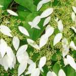 Schizophragma hydrangeoides: Plantación, cultivo, mantenimiento