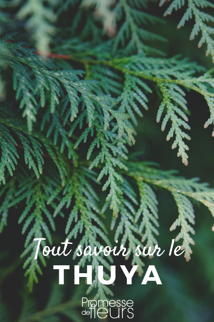 **Tuya: Todo lo que necesitas saber**
El tuya es una planta ornamental muy popular en jardinería, apreciada por su follaje denso y su capacidad para formar setos impenetrables. Originario de América del Norte y Asia, este arbusto de hoja perenne pertenece a la familia de las Cupresáceas. Existen varias especies de tuya, siendo las más comunes el *Thuja occidentalis* (tuya occidental) y el *Thuja plicata* (tuya gigante).
### Características principales
- **Follaje**: Hojas escamosas y aromáticas, de color verde oscuro o dorado según la variedad.
- **Porte**: Puede alcanzar hasta 20 metros de altura en su estado natural, aunque existen variedades enanas para jardines pequeños.
- **Crecimiento**: Rápido, ideal para crear setos en poco tiempo.
- **Resistencia**: Muy resistente al frío y a las enfermedades.
### Cuidados del tuya
- **Suelo**: Prefiere suelos bien drenados y ligeramente ácidos.
- **Exposición**: Pleno sol o sombra parcial.
- **Riego**: Regular, especialmente durante los primeros años y en períodos de sequía.
- **Poda**: Se recomienda podar en primavera o finales de verano para mantener la forma deseada.
### Usos en el jardín
- **Setos**: Perfecto para crear setos densos y privados.
- **Puntos focales**: Las variedades enanas son ideales para macetas o rocallas.
- **Cortavientos**: Su follaje denso lo convierte en una excelente barrera natural.
### Curiosidades
- El tuya es conocido por su madera aromática, utilizada en la fabricación de muebles y artesanías.
- En la medicina tradicional, sus hojas se han utilizado por sus propiedades antisépticas.
Si buscas una planta resistente, versátil y de bajo mantenimiento, el tuya es una excelente opción para tu jardín. ¡No dudes en incorporarlo a tus proyectos de paisajismo! <h1>Thuja: Todo lo que necesitas saber</h1>
<p>El <strong>Thuja</strong>, también conocido como tuya, es un género de coníferas muy popular en jardinería por su versatilidad y belleza. Estas plantas son ideales para setos, pantallas de privacidad y como elementos decorativos en jardines. A continuación, te contamos todo lo que necesitas saber sobre el Thuja.</p>
<h2>Características del Thuja</h2>
<p>El Thuja es una planta perenne que pertenece a la familia de las Cupressaceae. Sus hojas son escamosas y emiten un aroma agradable cuando se frotan. Existen varias especies de Thuja, siendo las más comunes:</p>
<ul>
<li><strong>Thuja occidentalis</strong> (Tuya occidental)</li>
<li><strong>Thuja plicata</strong> (Tuya gigante)</li>
<li><strong>Thuja orientalis</strong> (Tuya oriental)</li>
</ul>
<h2>Cuidados del Thuja</h2>
<p>Para mantener tu Thuja en perfecto estado, sigue estos consejos:</p>
<ul>
<li><strong>Ubicación:</strong> Planta el Thuja en un lugar con sol o sombra parcial.</li>
<li><strong>Suelo:</strong> Prefiere suelos bien drenados y ligeramente ácidos.</li>
<li><strong>Riego:</strong> Mantén el suelo húmedo, especialmente durante los primeros años.</li>
<li><strong>Poda:</strong> Poda regularmente para mantener la forma deseada y estimular el crecimiento.</li>
</ul>
<h2>Usos del Thuja en el jardín</h2>
<p>El Thuja es muy versátil y puede utilizarse de diversas maneras en tu jardín:</p>
<ul>
<li><strong>Setos:</strong> Ideal para crear setos densos y altos.</li>
<li><strong>Pantallas de privacidad:</strong> Perfecto para proteger tu intimidad.</li>
<li><strong>Elemento decorativo:</strong> Añade un toque verde y elegante a cualquier espacio.</li>
</ul>
<h2>Problemas comunes</h2>
<p>Aunque el Thuja es una planta resistente, puede enfrentarse a algunos problemas:</p>
<ul>
<li><strong>Plagas:</strong> Vigila la presencia de ácaros y cochinillas.</li>
<li><strong>Enfermedades:</strong> Puede sufrir de hongos si el suelo está demasiado húmedo.</li>
<li><strong>Quemaduras solares:</strong> En zonas muy soleadas, las hojas pueden quemarse.</li>
</ul>
<p>Con estos consejos, podrás disfrutar de un Thuja sano y hermoso en tu jardín. ¡No dudes en plantarlo y disfrutar de sus múltiples beneficios!</p>