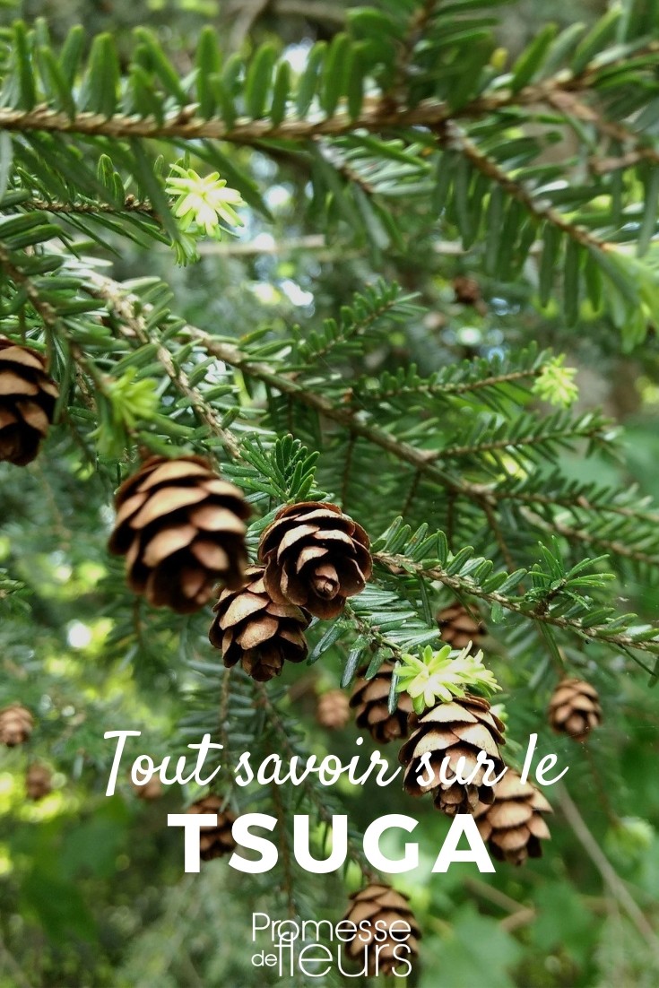 Tuya, todo lo que necesitas saber