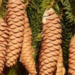 Abetos, Picea: plantar, podar y cuidar