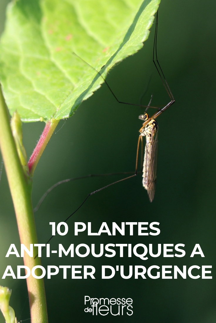 10 plantas antimosquitos que debes adoptar urgentemente