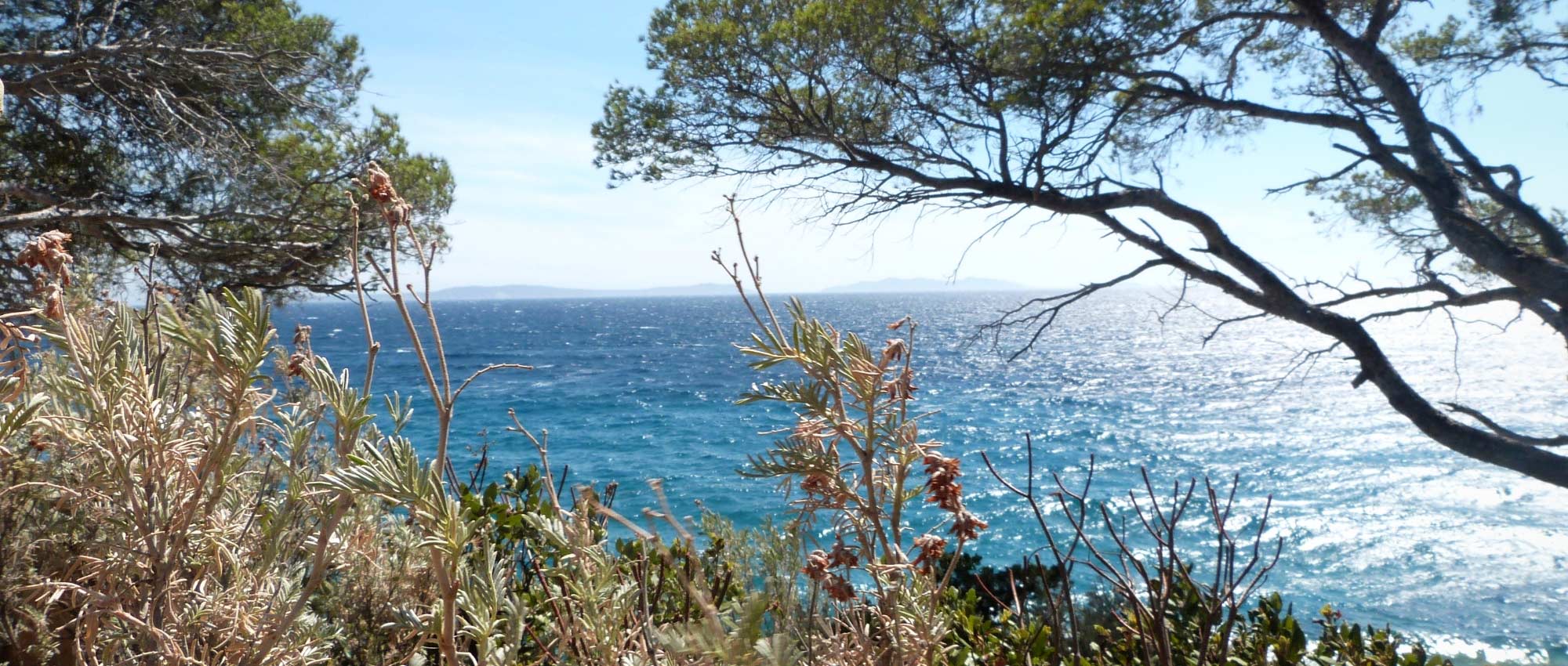 10 arbustos perfectos en jardín a orillas del mar