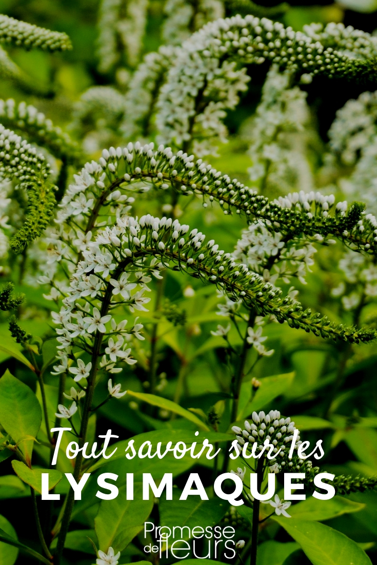 Lysimachia, lisimaquia: consejos de cultivo