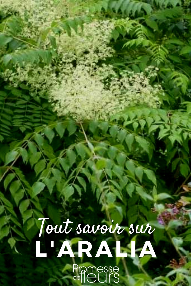 aralia: plantar, cuidar