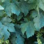 Mezcla bordelesa y otros tratamientos a base de cobre en el jardín