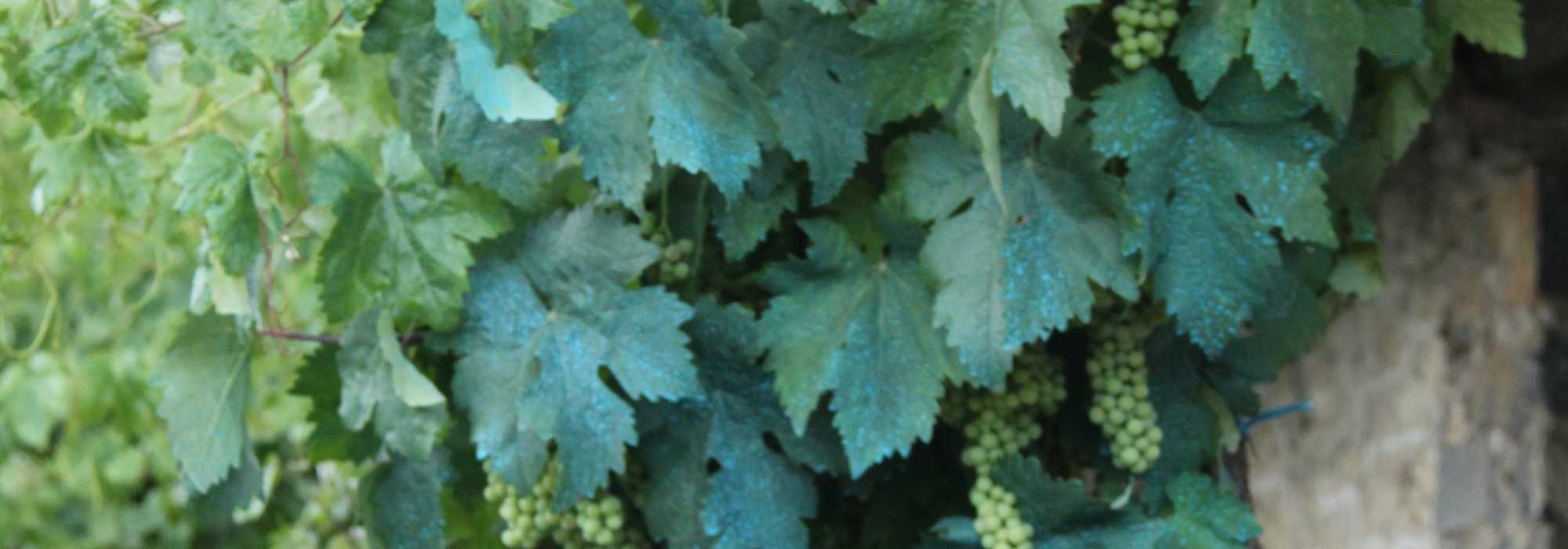 Mezcla bordelesa y otros tratamientos a base de cobre en el jardín