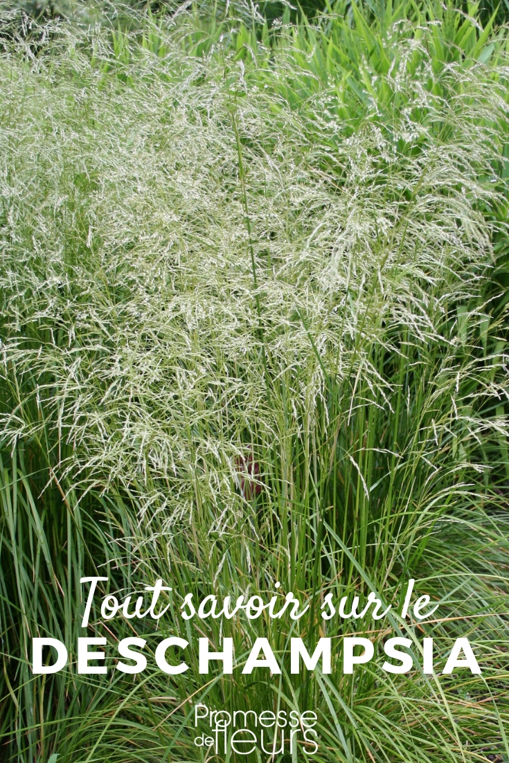 **Deschampsia: Todo lo que necesitas saber**
**Introducción**
Deschampsia es un género de plantas herbáceas perennes perteneciente a la familia de las gramíneas (Poaceae). Conocidas por su elegancia y su capacidad para adaptarse a diversos entornos, estas plantas son muy apreciadas en jardinería ornamental. En este artículo, te contamos todo lo que necesitas saber sobre las Deschampsia, desde sus características hasta sus cuidados.
**Características principales**
- **Altura**: Las Deschampsia suelen alcanzar una altura de entre 60 cm y 1,5 metros, dependiendo de la especie.
- **Follaje**: Sus hojas son finas, arqueadas y de un verde intenso, lo que les confiere un aspecto ligero y aireado.
- **Flores**: Las inflorescencias son panículas plumosas que aparecen en verano, con tonos que van del verde al dorado o plateado.
- **Resistencia**: Son plantas muy resistentes, capaces de soportar condiciones climáticas adversas, como el frío intenso o la sequía moderada.
**Especies más populares**
1. **Deschampsia cespitosa**: Conocida como "hierba de los prados", es una de las especies más comunes. Sus flores doradas y su follaje denso la hacen ideal para borduras o macizos.
2. **Deschampsia flexuosa**: También llamada "hierba ondulada", destaca por su aspecto más delicado y su adaptabilidad a suelos pobres.
**Cuidados básicos**
- **Luz**: Prefieren lugares con sol parcial o sombra ligera.
- **Suelo**: Se adaptan a una amplia variedad de suelos, aunque prefieren aquellos bien drenados y ligeramente húmedos.
- **Riego**: Necesitan riego regular, especialmente durante los periodos de sequía.
- **Poda**: Es recomendable cortar las hojas secas a finales del invierno para favorecer el crecimiento de nuevas hojas en primavera.
**Usos en el jardín**
- **Borduras y macizos**: Su aspecto ligero y elegante las hace perfectas para crear contrastes con plantas de follaje más denso.
- **Jardines naturales**: Son ideales para jardines de estilo silvestre o praderas ornamentales.
- **Flor seca**: Las inflorescencias secas pueden utilizarse en arreglos florales.
**Conclusión**
Las Deschampsia son plantas versátiles y de bajo mantenimiento que aportan un toque de elegancia y naturalidad a cualquier jardín. Ya sea en borduras, macizos o como parte de un diseño más natural, estas gramíneas son una excelente opción para los amantes de la jardinería. ¡Anímate a incluirlas en tu espacio verde!
---
*Nota: Si deseas más información sobre cómo cultivar Deschampsia o sobre otras plantas ornamentales, no dudes en explorar nuestro blog.* cañuela cespitosa