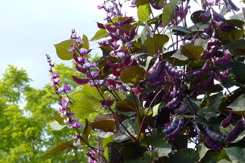 ¡10 flores trepadoras fáciles para una decoración exprés!