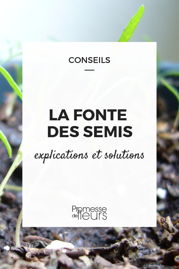 evitar el ahogamiento de las plántulas pudrición de las plántulas, ¿cómo evitarla?