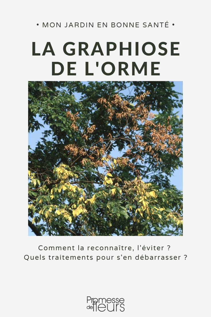 grafiosis del olmo Grafiosis: síntomas, daños, tratamiento