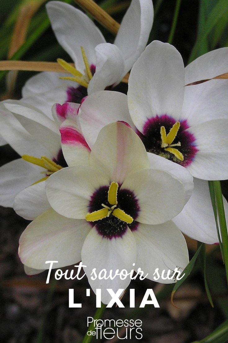 Ixia: plantación, cultivo